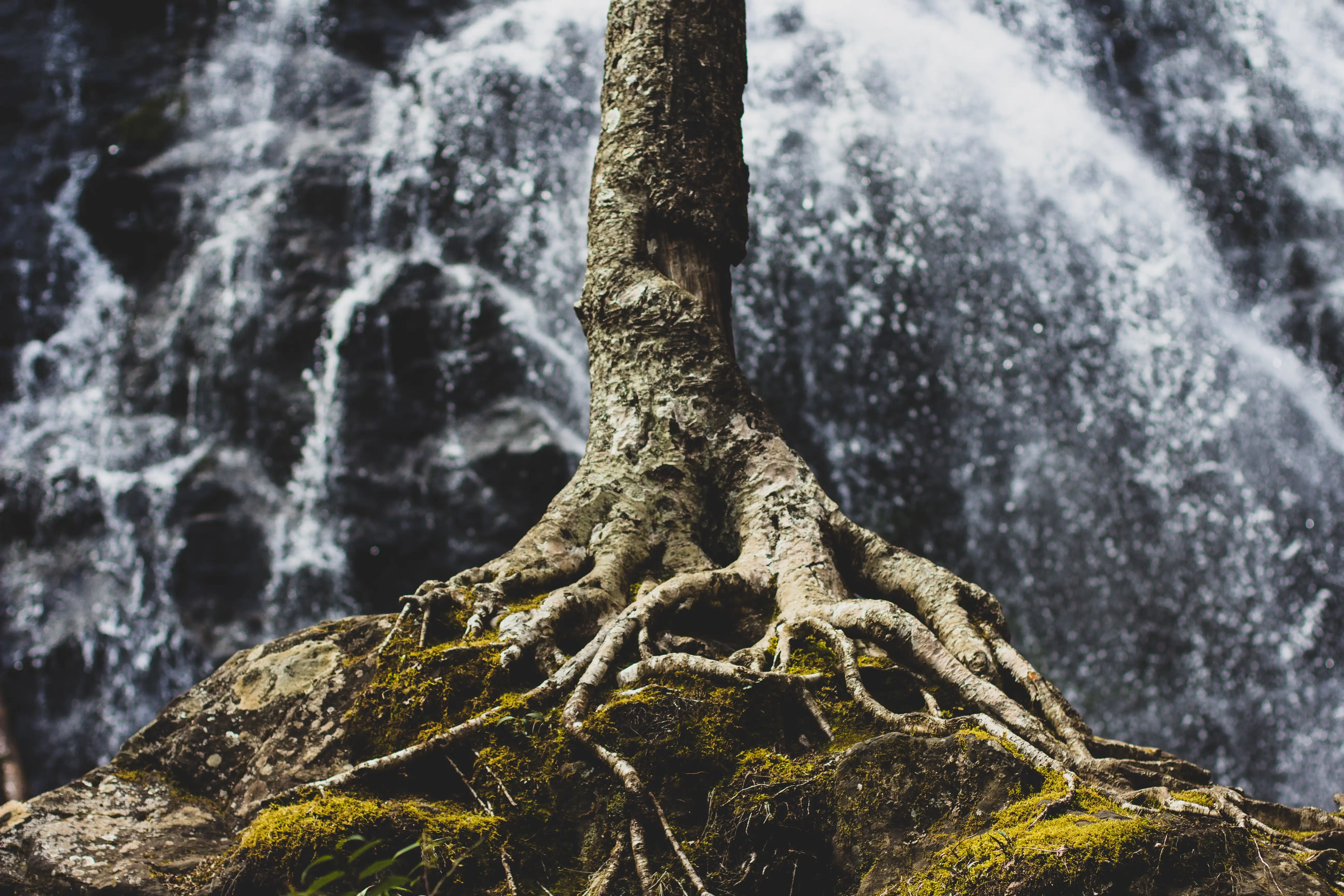 Roots of a tree next to a waterfall, representing a strong foundation